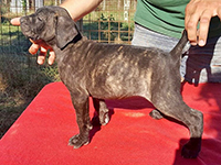 cucciolo cane corso tigrato